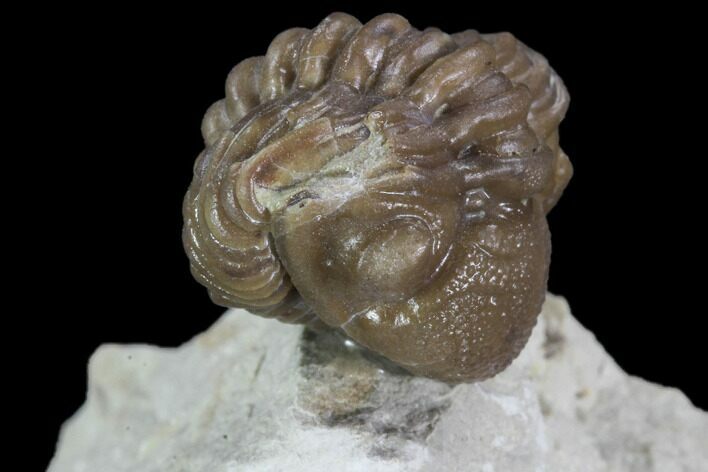 Bargain, Enrolled Paciphacops Trilobite - Oklahoma #95914